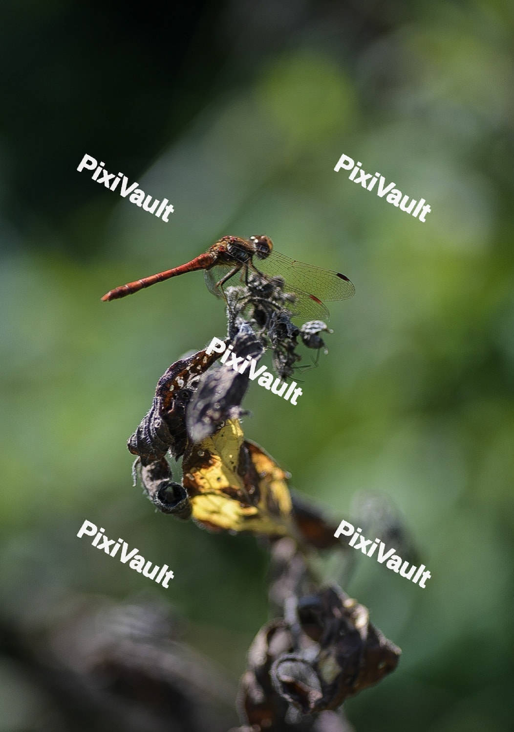 Common Darter